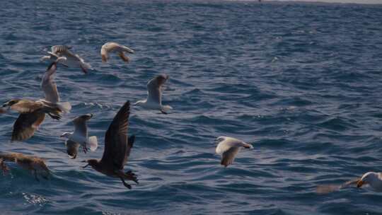 海鸥在海面飞翔升格