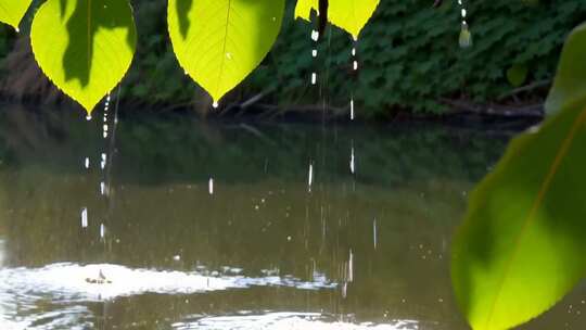 树叶滴水落入水面场景