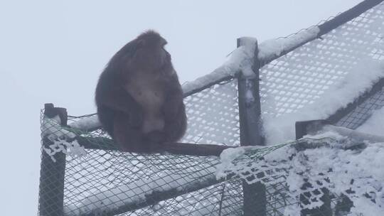 大雪天峨眉山的猴子
