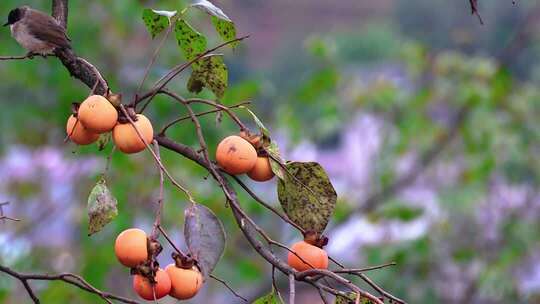 鸟吃柿子威宁金钟夸都么站冬天柿子成熟