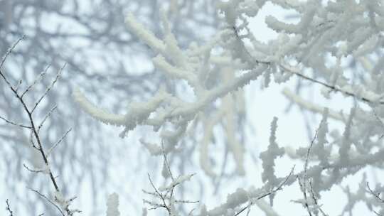 落花雾凇飘落树挂雪绒花银装素裹冬天风景