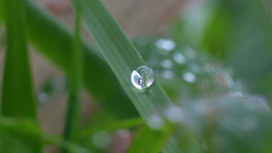 植物叶子水珠露珠特写