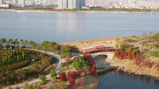 厦门 海沧 马銮湾 湿地公园 落羽杉