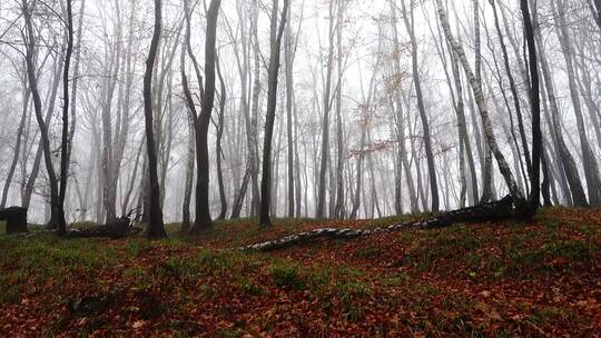 空旷的森林里弥漫着薄雾