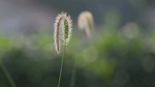 狗尾巴草特写