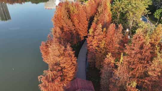 中国广东省广州市黄埔区知识城凤凰湖水杉