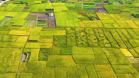 （原创）乡村振兴 田园风光 金色稻田