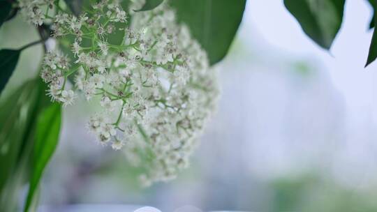 春天春暖花开樱花石楠花植物视频