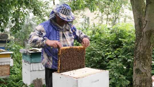 P427。养蜂人用烟囱在蜜蜂附近工作。和