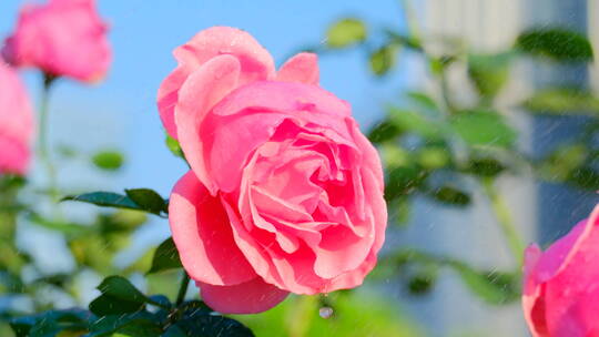 雨中的玫瑰花 月季花 鲜花 花朵