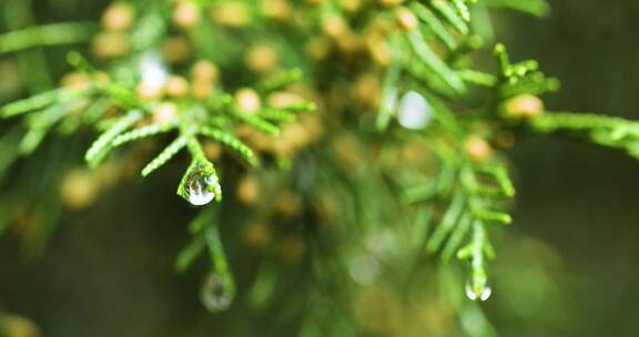 4K拍摄雨后松枝上的雨滴特写