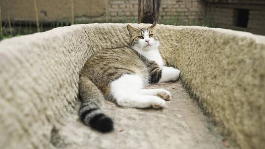 小猫躺在石槽农村场景简州猫