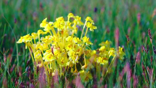 青海湖边草原的黄色野花