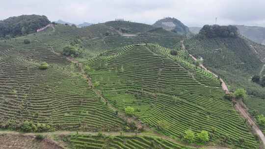 航拍绿色高山有机茶园