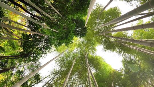 大自然风景美丽的竹海竹林竹子枝繁叶茂