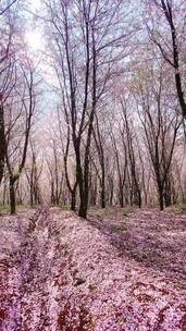 自然风景，治愈系风景，唯美意境，人间仙境