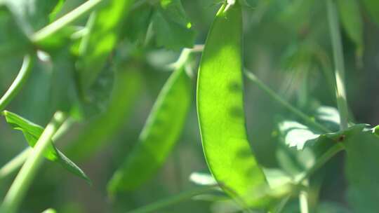 荷兰豆 豌豆 豆荚 豌豆荚 豌豆花