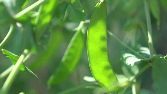 荷兰豆 豌豆 豆荚 豌豆荚 豌豆花视频素材模板下载