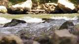 4K-岩石上的水流高清在线视频素材下载