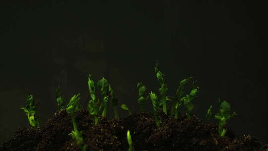 植物种子生根发芽生长动画