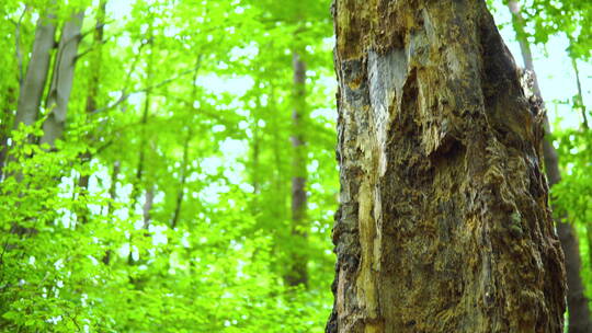 森林中的枯枝视频素材模板下载