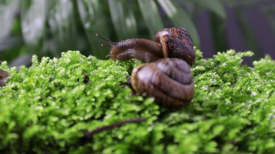 绿草上的蜗牛