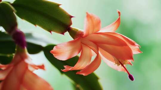 春天花开春分立春节气冬去春来万物复苏