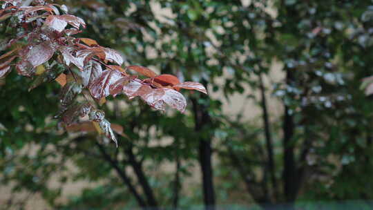 节气谷雨下雨树枝树叶特写