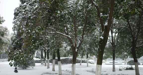 树林下雪慢镜头
