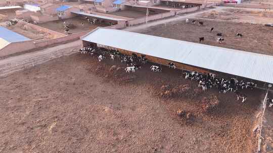 牛场 牛 养殖视频素材模板下载