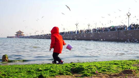 海边海鸥人群孩子玩耍-青岛栈桥