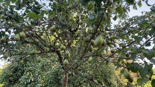 水果苹果梨子葡萄蓝莓 树木树叶花果实特写