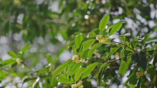 桂花 桂花树视频素材模板下载