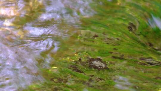 杭州植物园小溪流水特写视频素材