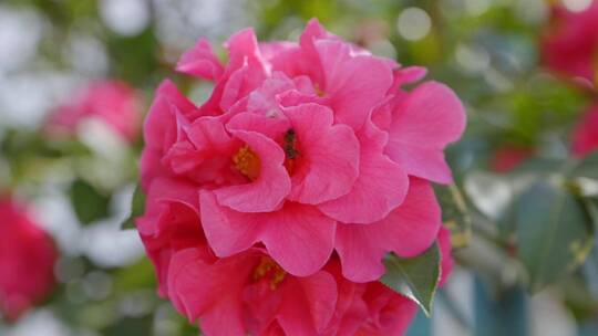 香妃茶花、蜜蜂采蜜慢动作01