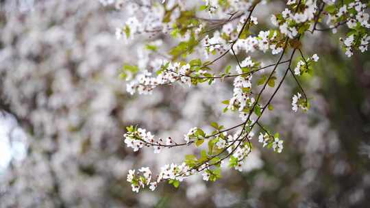 春天的杏花树盛开