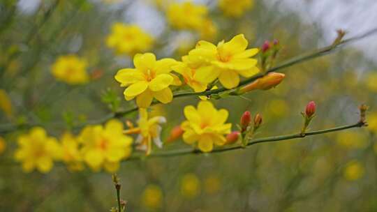 早春迎春花清明花小黄花花簇花瓣花蕊花朵