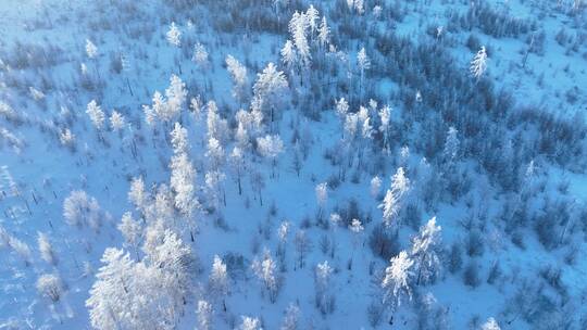 航拍林海雪原银色松林