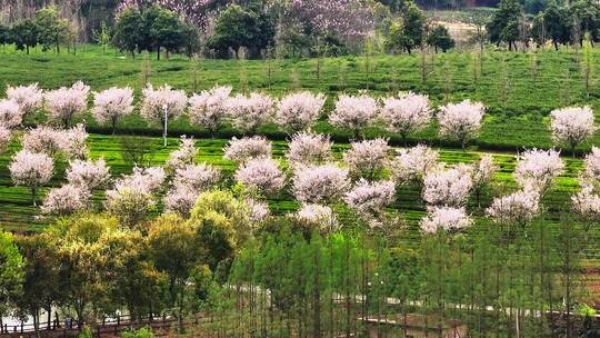 凤凰沟樱花2