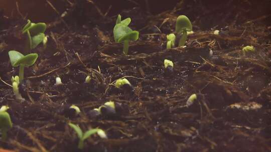 种子植物发芽寓意新生命诞生企业茁壮成长