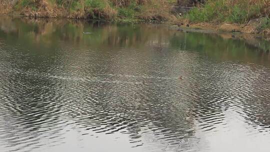 春天湖面上的小野鸭在戏水的场景视频素材模板下载