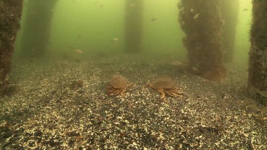 在海底爬行的螃蟹视频素材模板下载