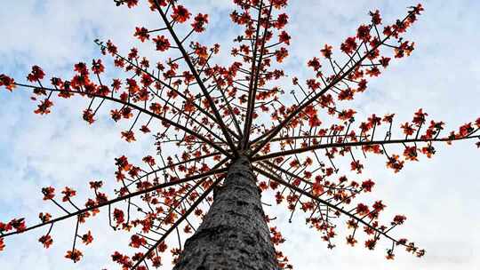 仰视盛开木棉花树