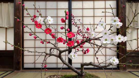 日式房间内梅花盆栽特写