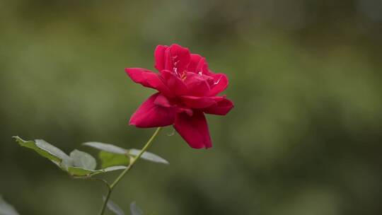 微风中美丽的玫瑰花特写