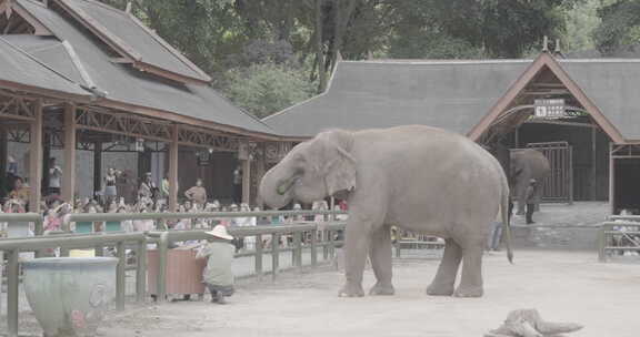 云南西双版纳野象谷大象