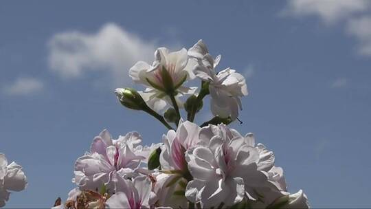 蓝天下的白色花朵视频素材模板下载