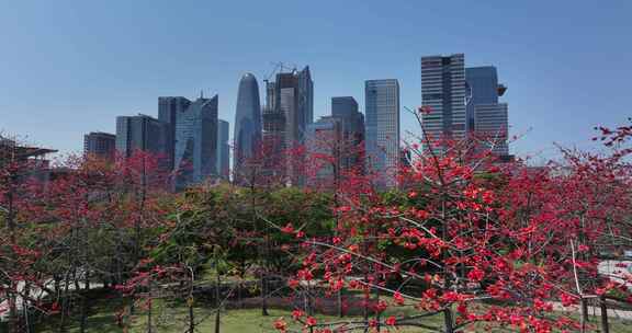 城市高楼与盛开木棉花景观
