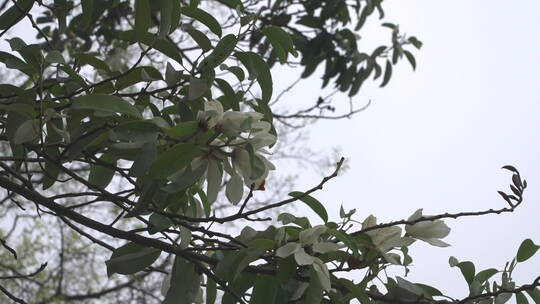 樱花 唯美 花卉