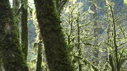 神秘森林里长满苔藓的树